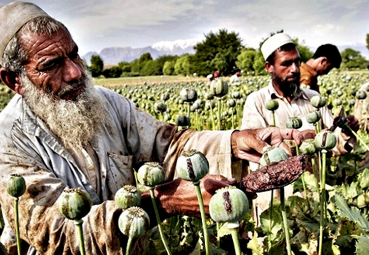 شهد الإقليم الأفغاني منذ تحريره زيادة بنسبة 59% في إنتاج الأفيون