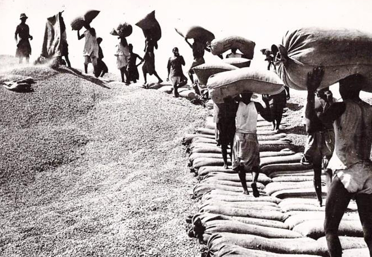 صورة تاريخية لإحدى تعاونيات زراعة الفول السوداني التابعة للطريقة المريدية