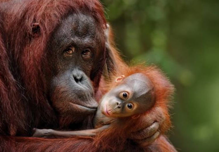 العديد من الحيوانات قادرة على إظهار المشاعر مثل حب الأم