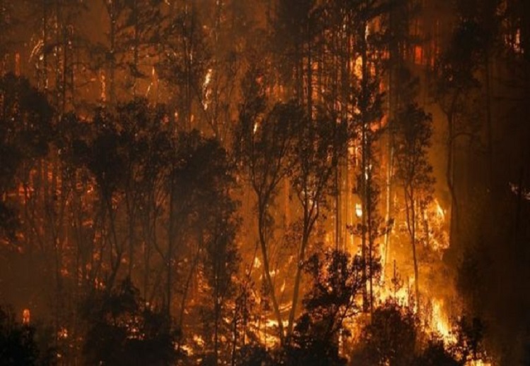 وقعت في فصل الصيف حرائق قوية في عدد من الغابات في الولايات المتحدة الأمريكية