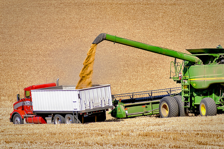 حصاد القمح باستخدام الآليات الحديثة.. في حقول شمال غرب الولايات المتحدة