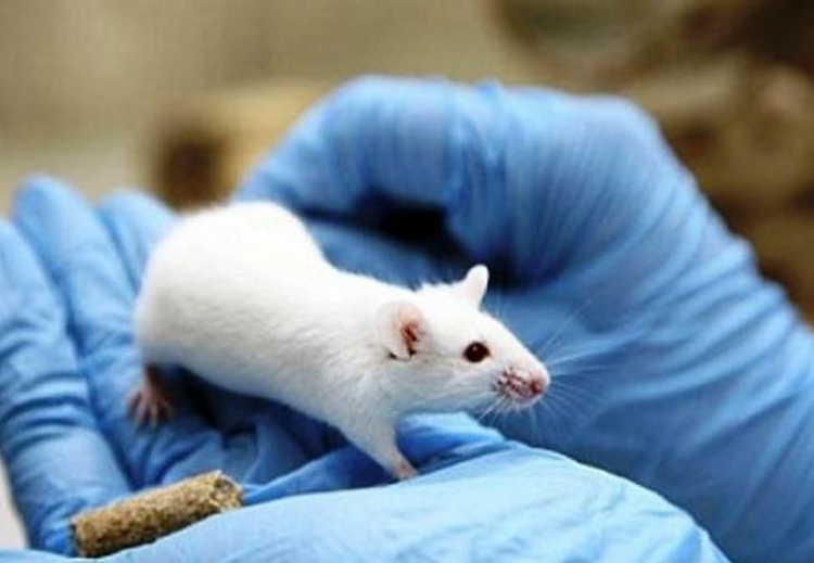 نجح علماء وراثة في استخدام تقنية "كريسبر" لتعديل جينوم الفئران