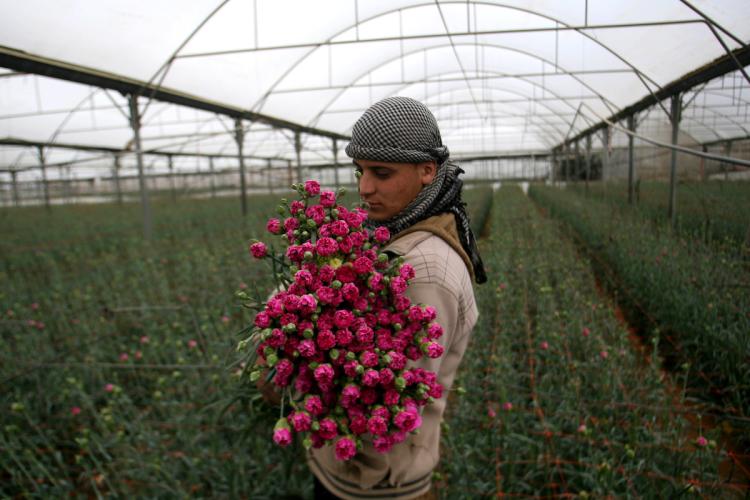 خلال الأعوام السبعة الماضية، لم يتم تصدير الورود من غزة إلى أوروبا