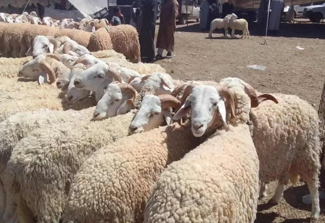 تجوز الأضحية بالدجاج وأنواع الطيور... فتوى تُفجر الجدل في مصر تجوز الأضحية بالدجاج وأنواع الطيور... فتوى تُفجر الجدل في مصر