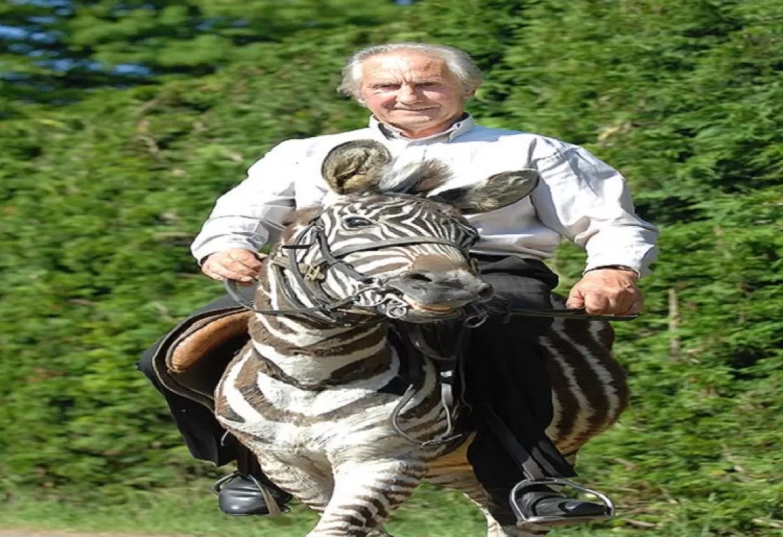 أشهر مروض خيول يصارع الموت.. كسرت جمجمته بعد سقوطه من فوق صهوة مهر 