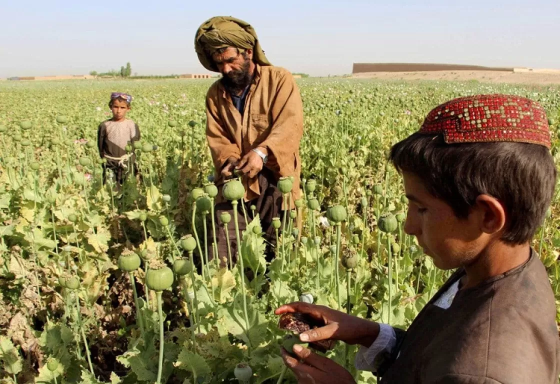 "الحشيش" ليس مُحرَّمًا! تصريح يهز الأوساط الدينية ويشعل مواقع التواصل