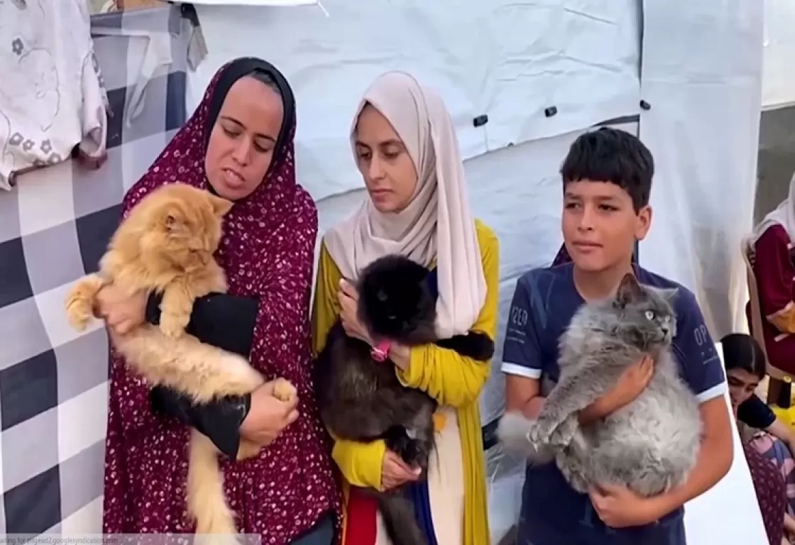 ما أهمية أن يربّي الغزاويون القطط؟ ما أهمية أن يربّي الغزاويون القطط؟
