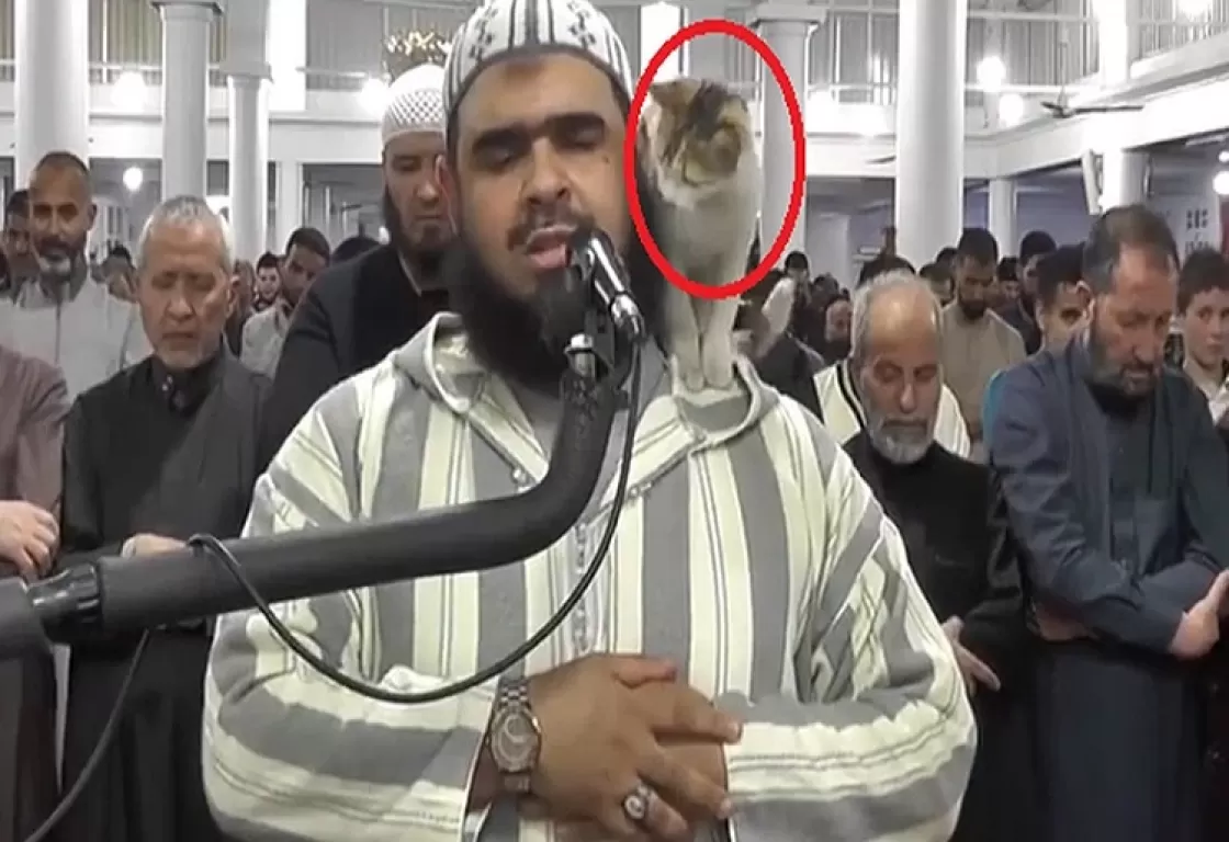 فيديو رائج عبر مواقع التواصل... قطة تتسلل إلى المسجد خلال صلاة التراويح وتداعب الإمام بالجزائر فيديو رائج عبر مواقع التواصل... قطة تتسلل إلى المسجد خلال صلاة التراويح وتداعب الإمام بالجزائر