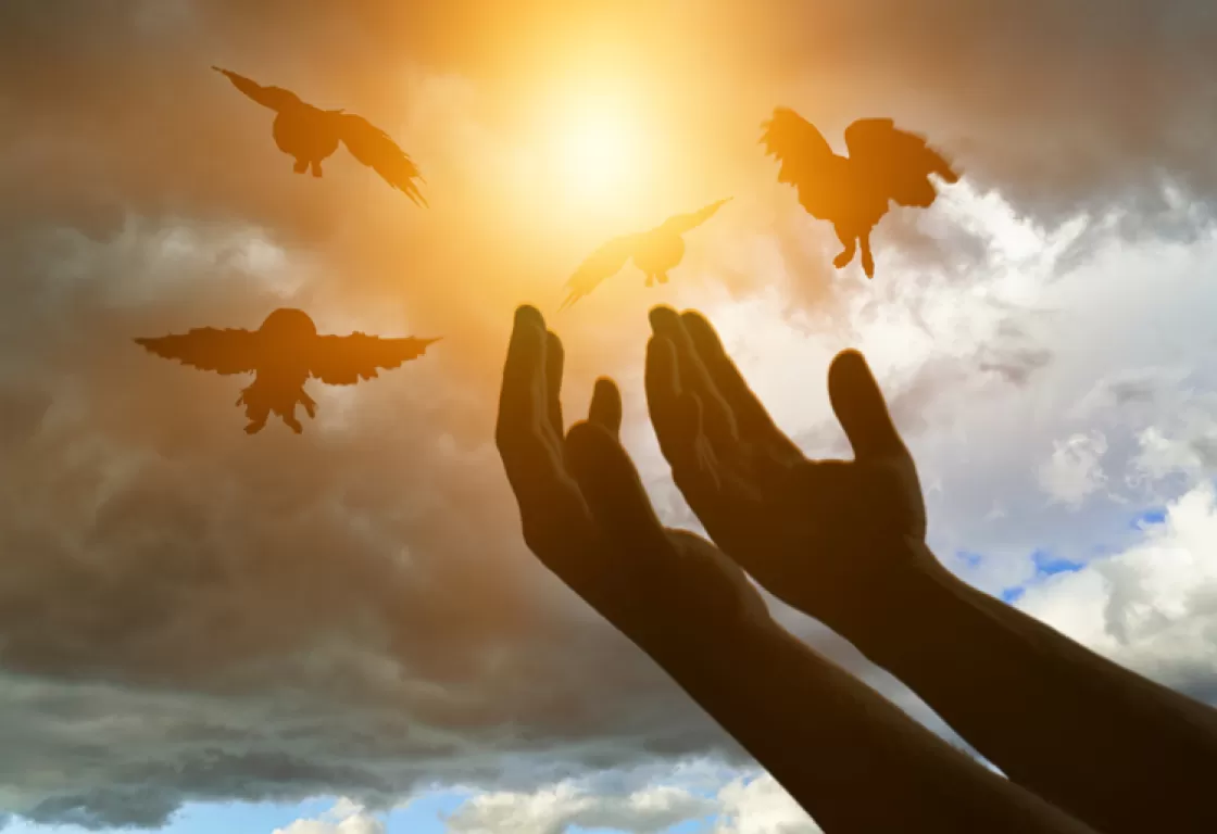 المولد النبوي.. نهج المحبة والرحمة المولد النبوي.. نهج المحبة والرحمة