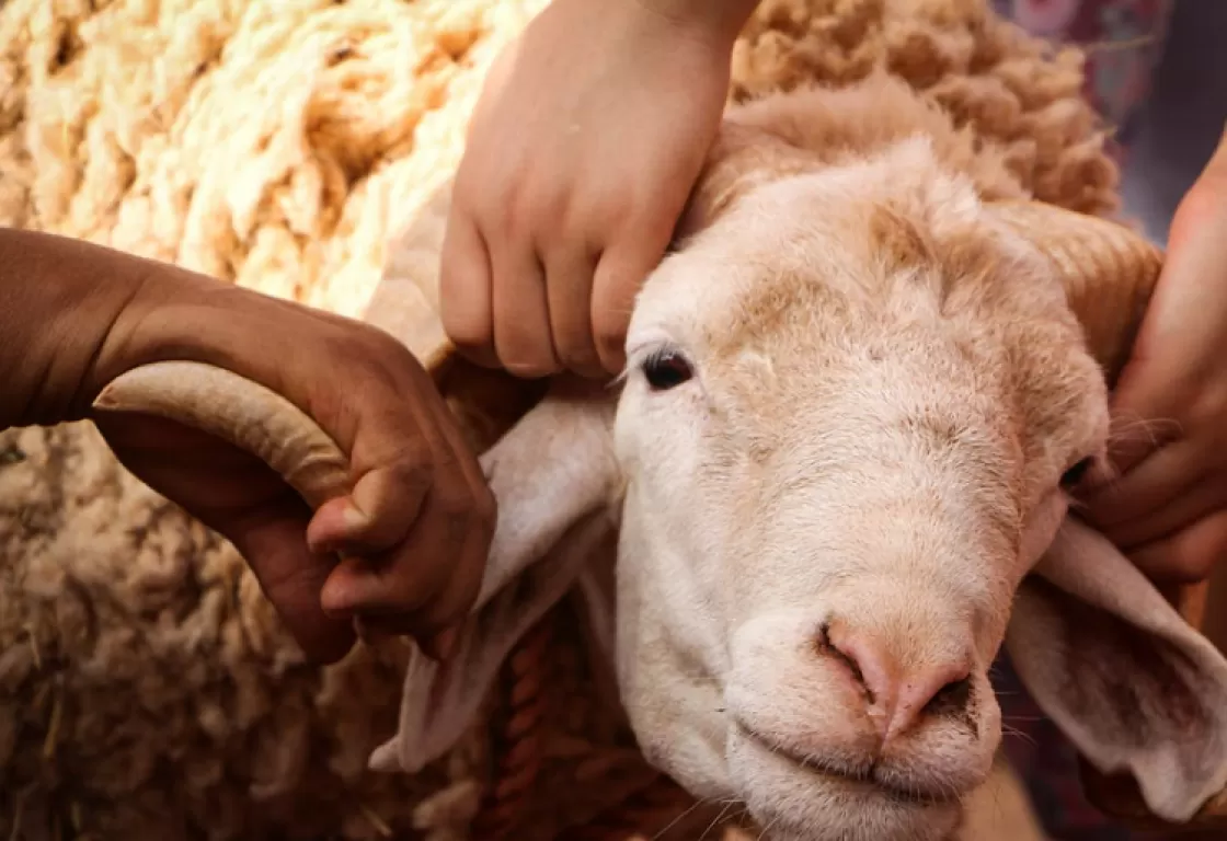 "هنا تباع ضحايا العيد" "هنا تباع ضحايا العيد"