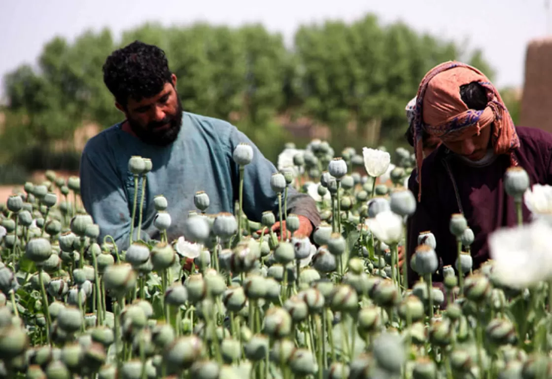 رغم الحظر المزعوم... طالبان تضاعف زراعة المخدرات... بالأرقام