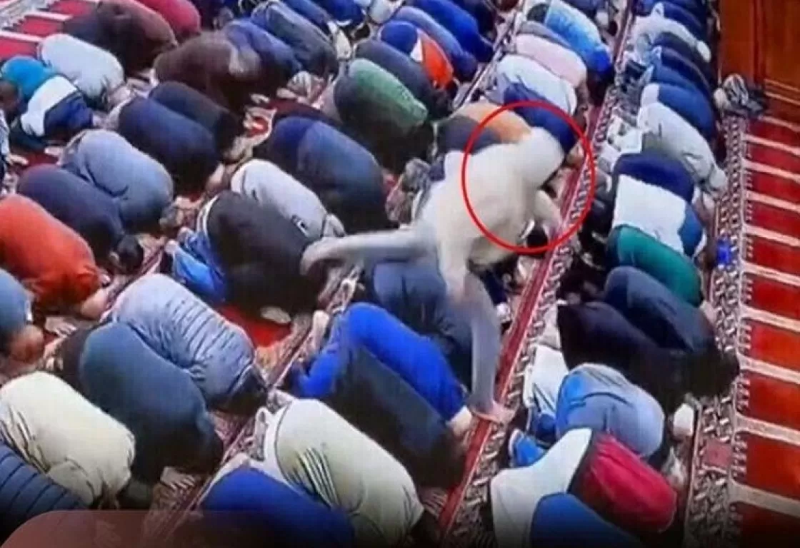 طعن إمام مسجد أثناء أداء صلاة الفجر بولاية نيوجرسي الأمريكية.. ما التفاصيل؟