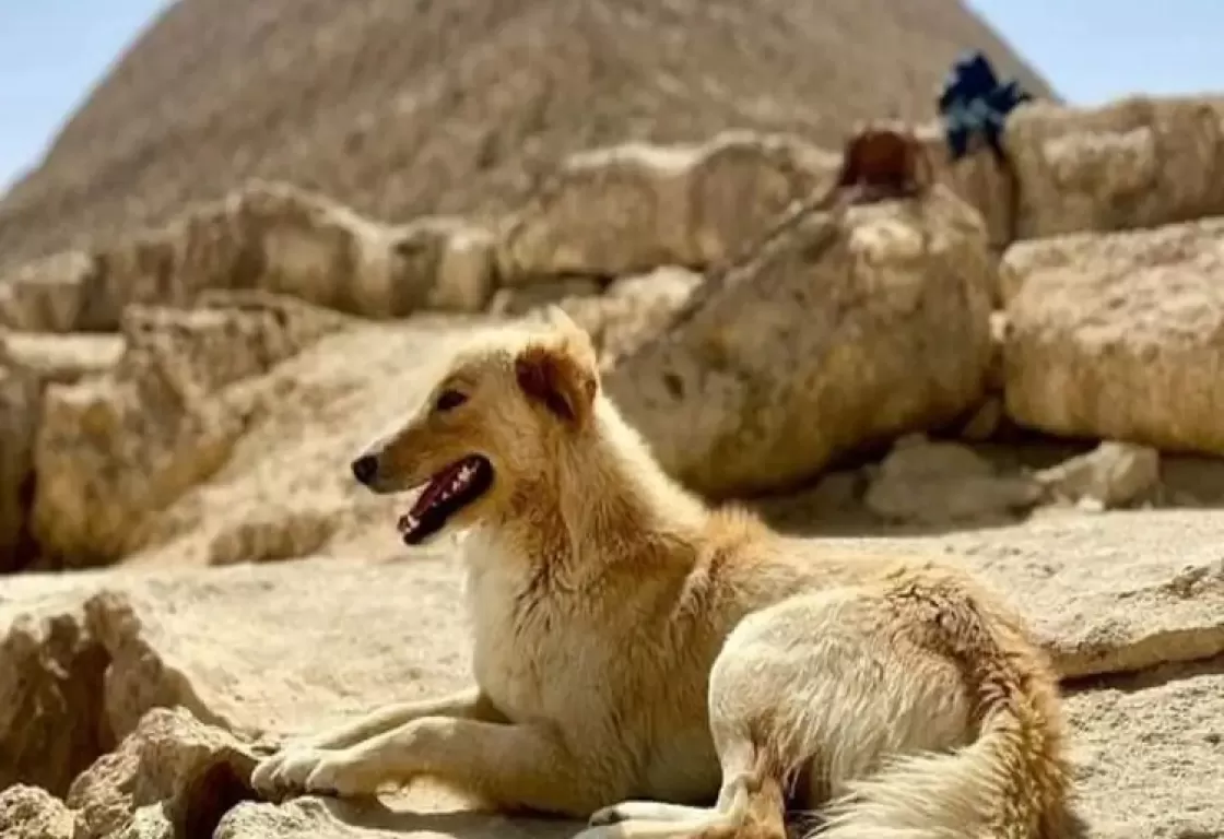 كلب الأهرامات يعيد الجدل حول مومياء الكلب الغامض