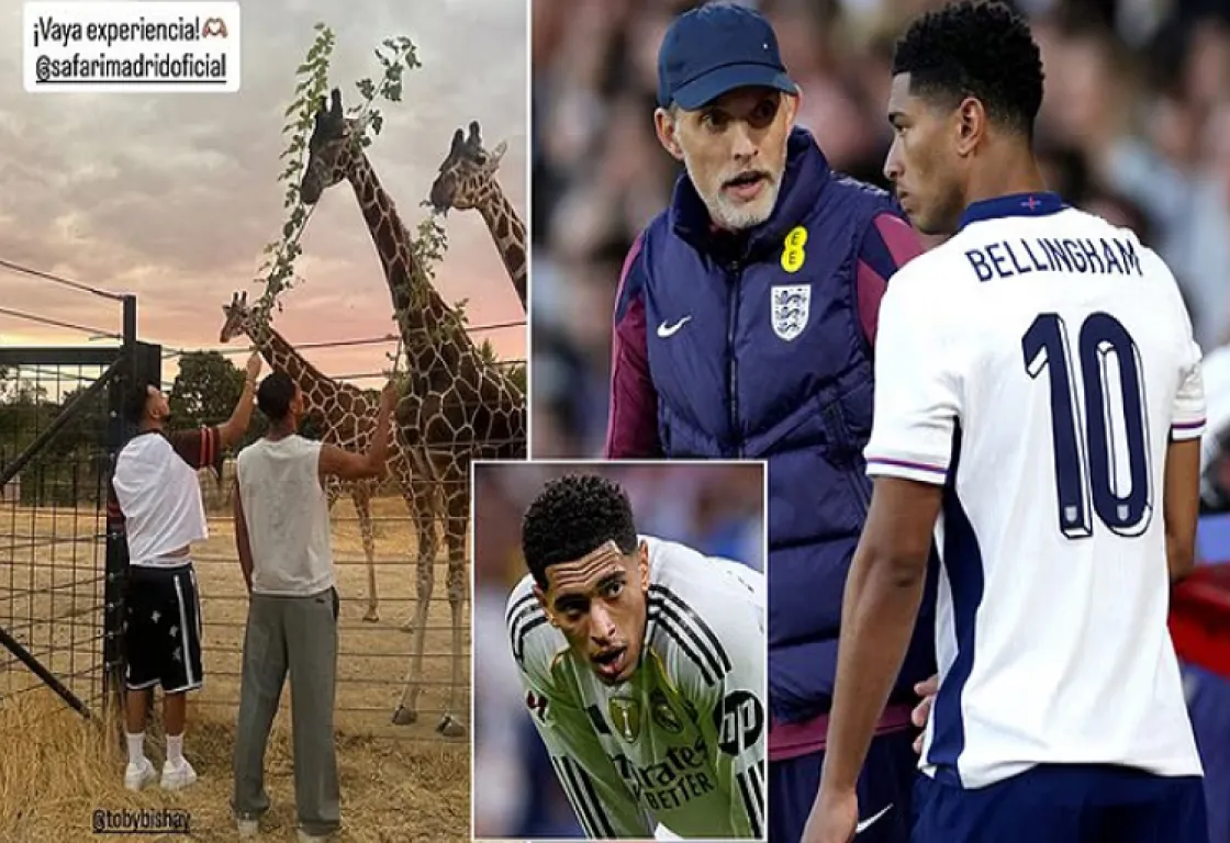 بيلينغهام يتجاوز الاستبعاد من المنتخب الإنجليزي بإطعام الزرافات في سفاري مدريد بيلينغهام يتجاوز الاستبعاد من المنتخب الإنجليزي بإطعام الزرافات في سفاري مدريد