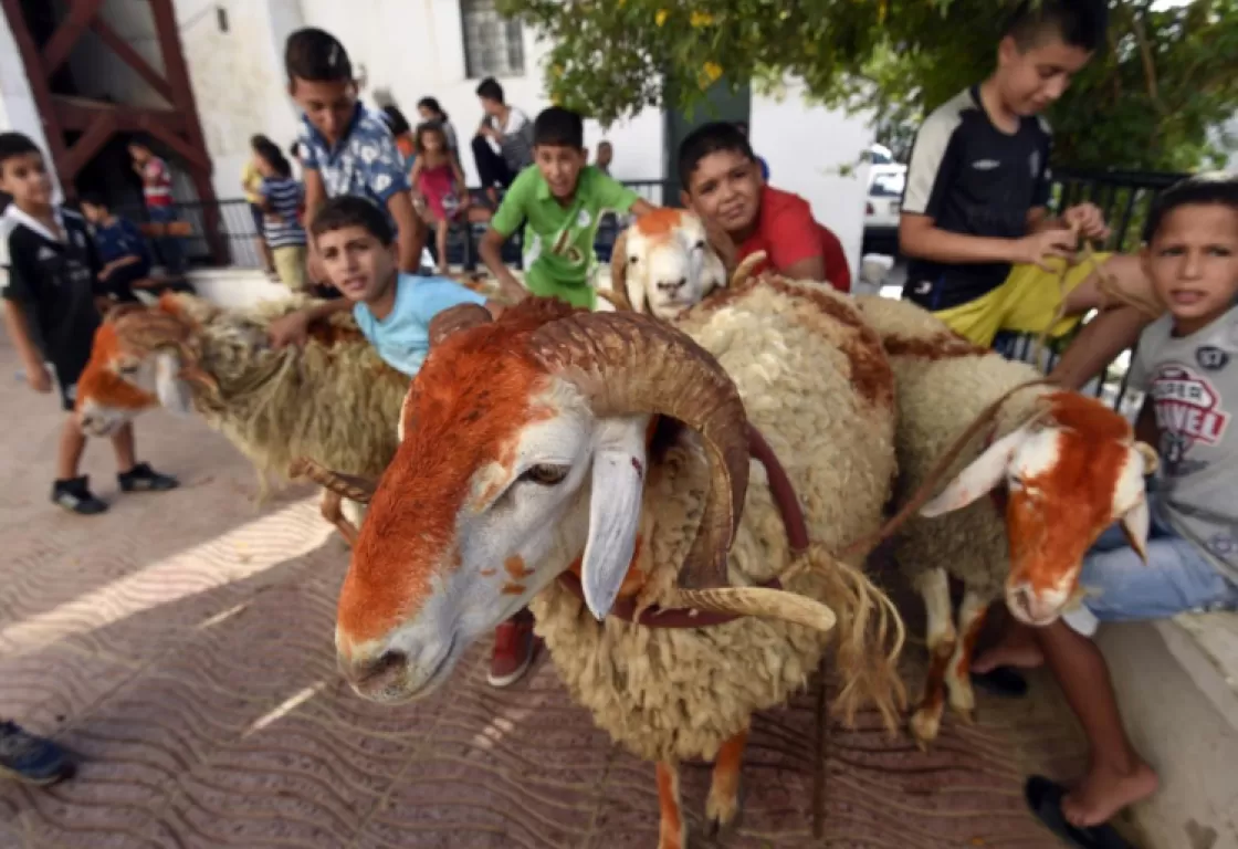لماذا يصبغ المغاربة رأس الكبش بالحنّاء قبل ذبحه؟ لماذا يصبغ المغاربة رأس الكبش بالحنّاء قبل ذبحه؟