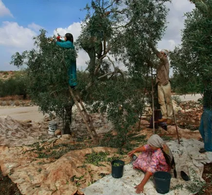 زيتون غزة في سباق مع الاحتلال... قطفٌ مبكر لإنقاذ الثمار من التلف