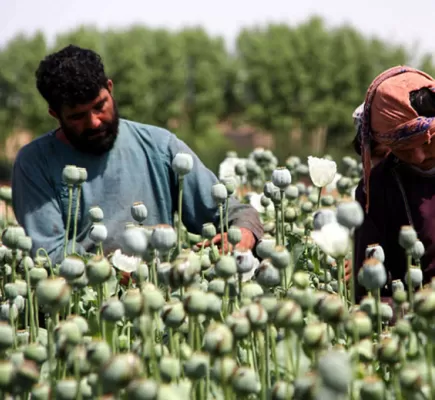 رغم الحظر المزعوم... طالبان تضاعف زراعة المخدرات... بالأرقام
