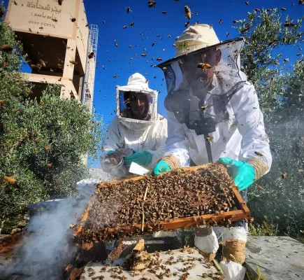 تحت القصف وخشية من التدمير الإسرائيلي... مربو النحل يسابقون الزمن لإنقاذ موسم العسل في غزة تحت القصف وخشية من التدمير الإسرائيلي... مربو النحل يسابقون الزمن لإنقاذ موسم العسل في غزة