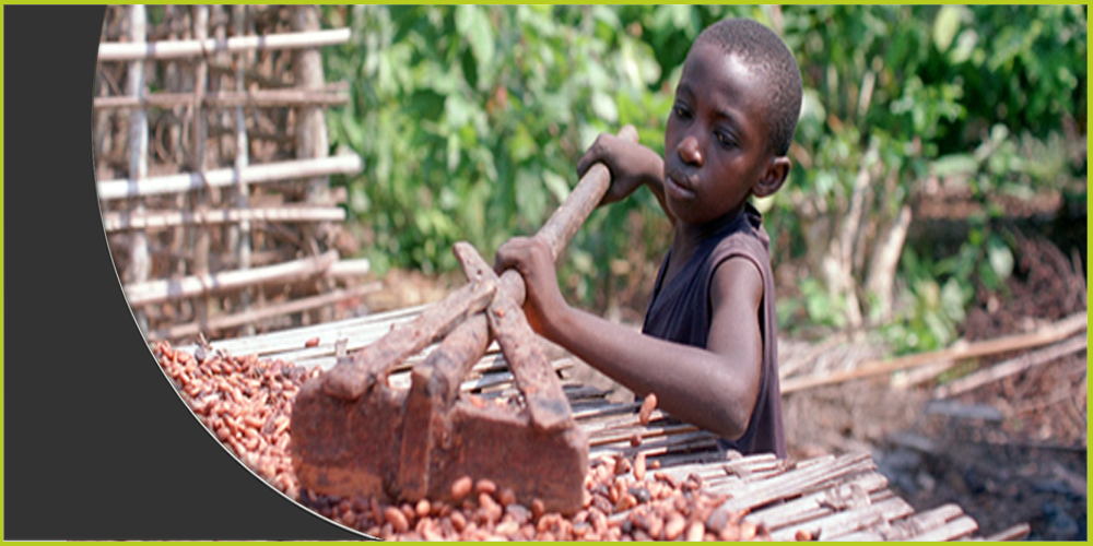 معاناة الأطفال في مزارع الكاكاو غرب إفريقيا